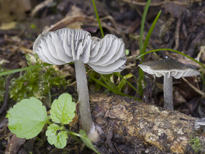 Mycena algeriensis